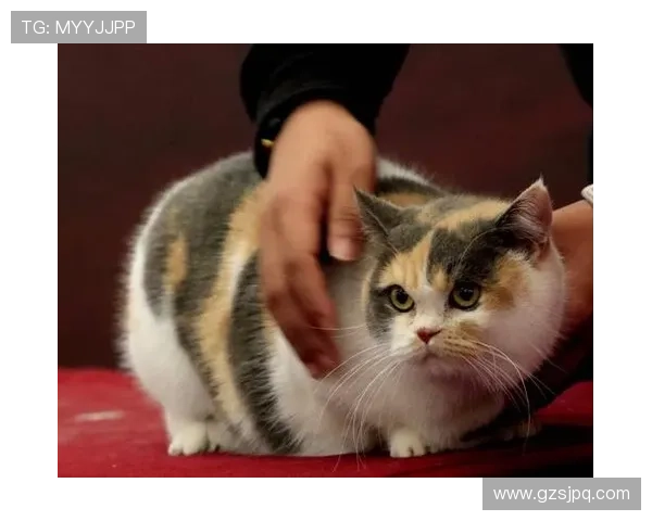 猫咪踢足球大赛精彩瞬间集锦让你捧腹大笑的明星视频合集