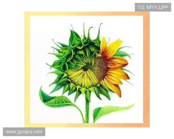 吴秀英独家分享篮球心得与技巧助你提升球技的全面指南